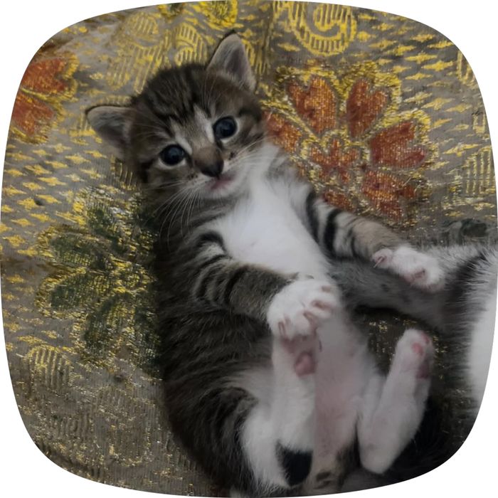 Отдам котенка крысолов