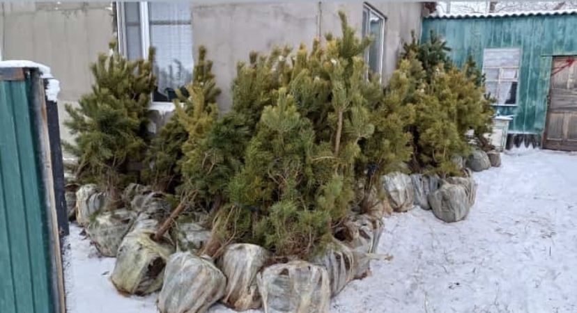 ель и сосны карагай с комом