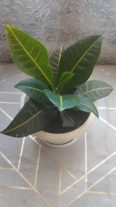 Кротон комнатные растения