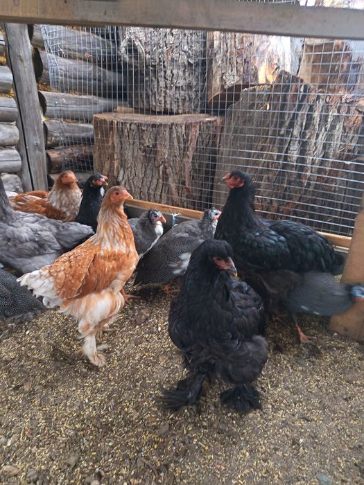 Продам цесарок и браму.