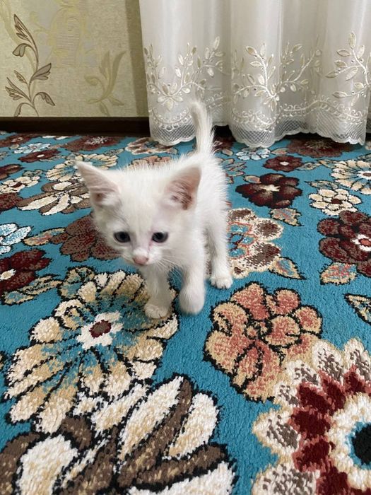 Отдам котят в хорошие руки