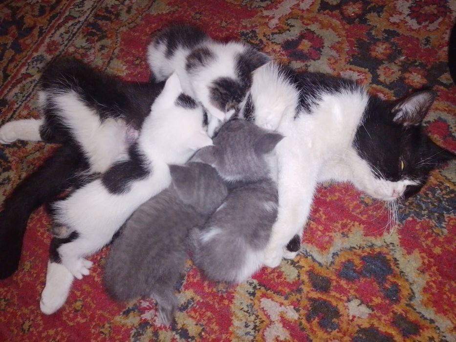 Котята,mushukchalar