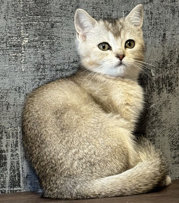 Шиншилла серебро малыши