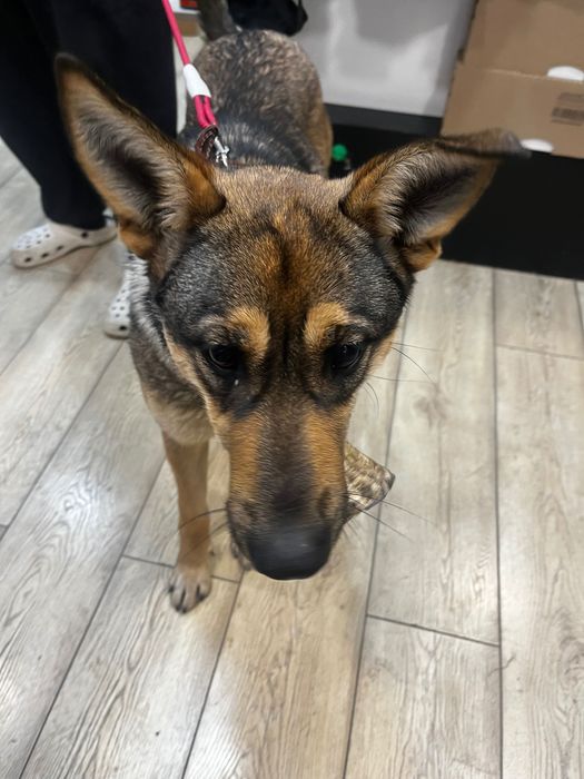 Красотка Альфа ищет дом.