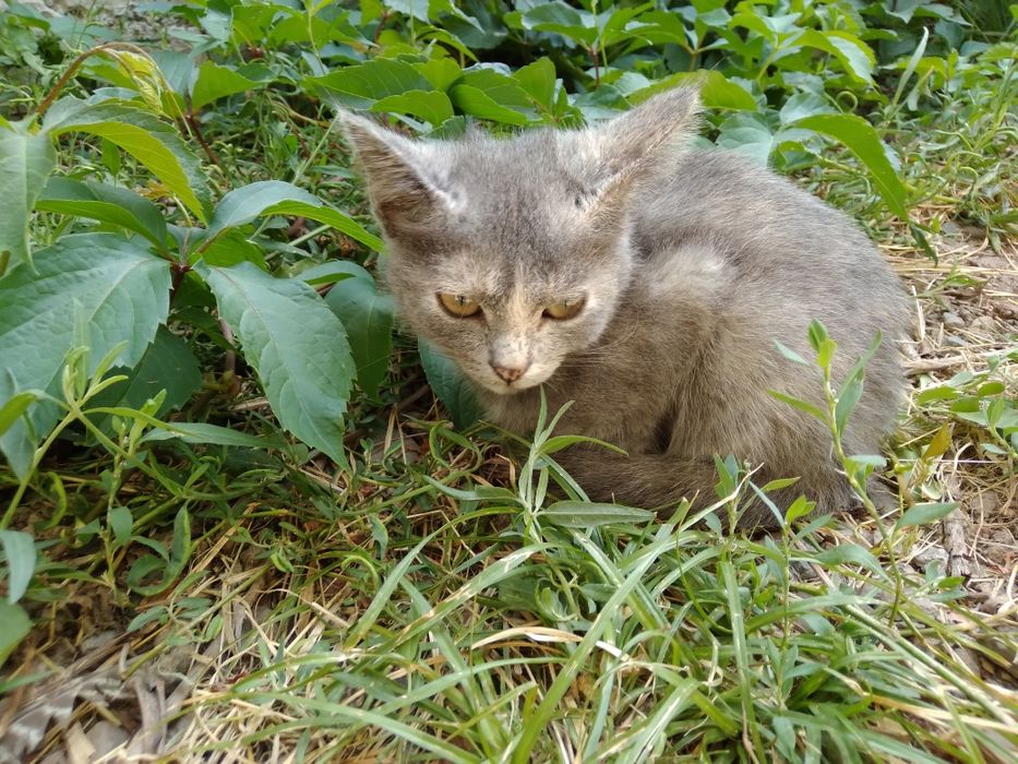 Котенок девочка, в добрые руки