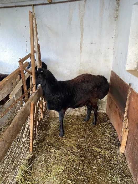 Кучкар, 1.5 годика