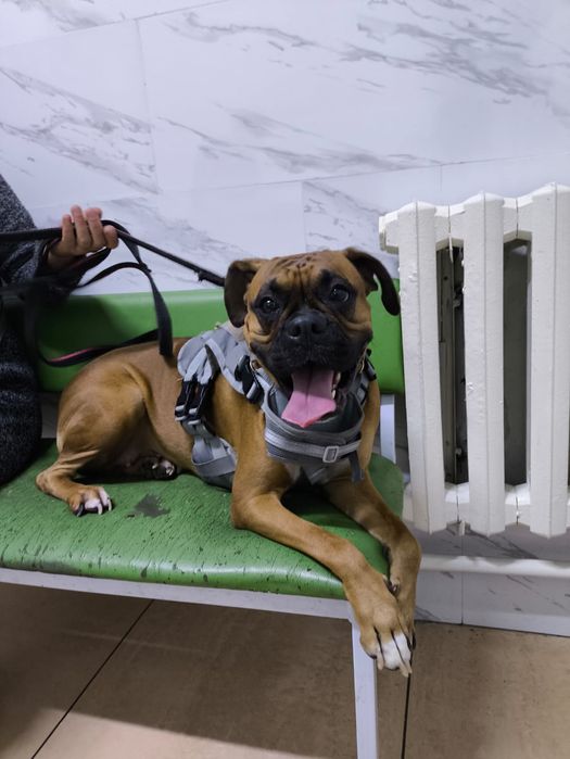 Ищем мальчика для вязки немецкий боксер .