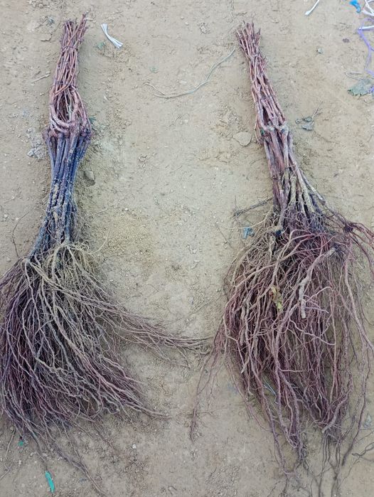 Butași vita de vie altoita