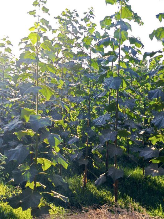 Pavloniya kòchatlari bor