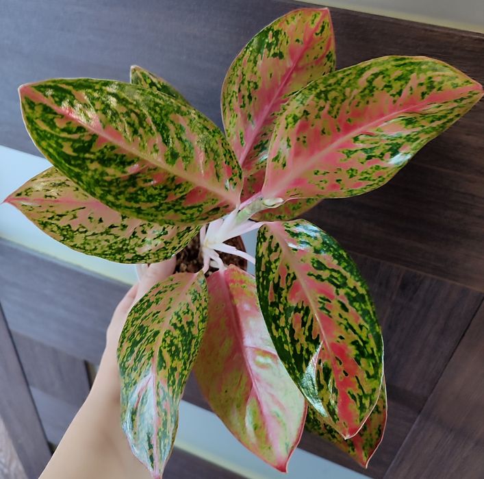 Тайские Аглаонемы