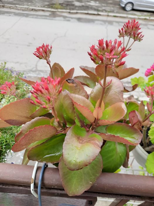 Каланхое крената