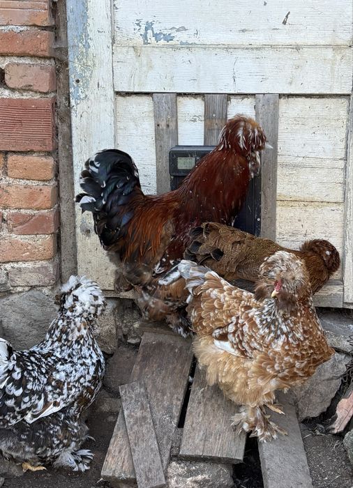 Разплодни яйца от Струмски кокошки