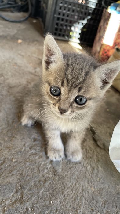 Отдам котят бесплатно