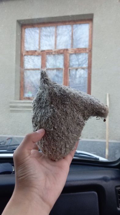 Құрқұлтайдың ұясы, Гнездо ремеза