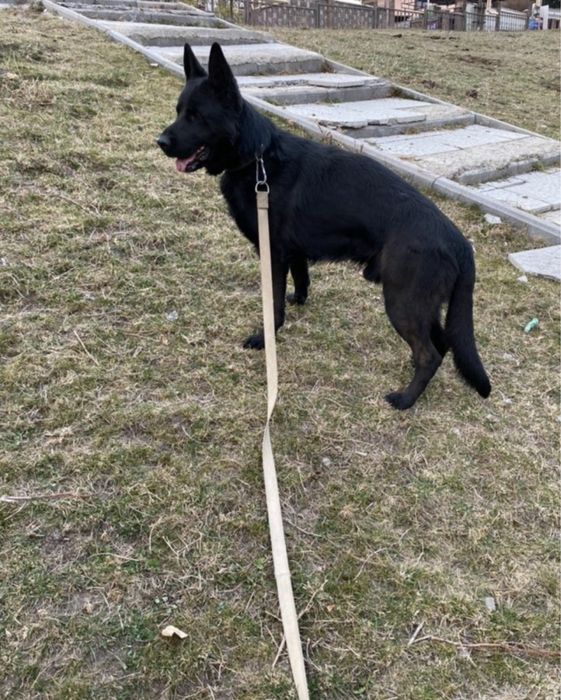 Немецкая овчарка