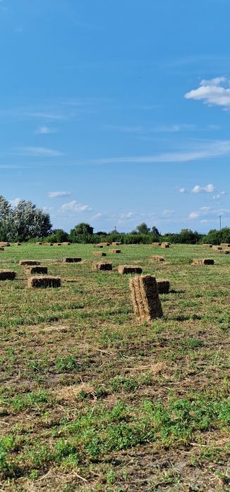 Baloți de LUCERNĂ dreptunghiular  coasa a III-a II-a