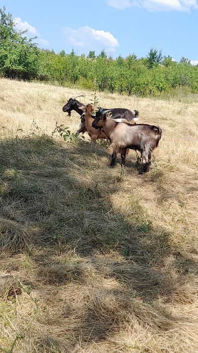 Vând țapi și iezii