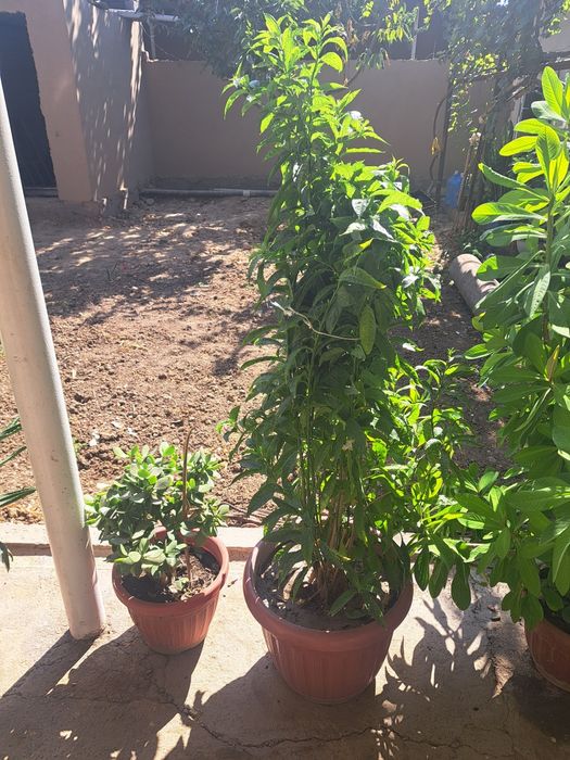 Honaki dekorotiv va dorivor gullar