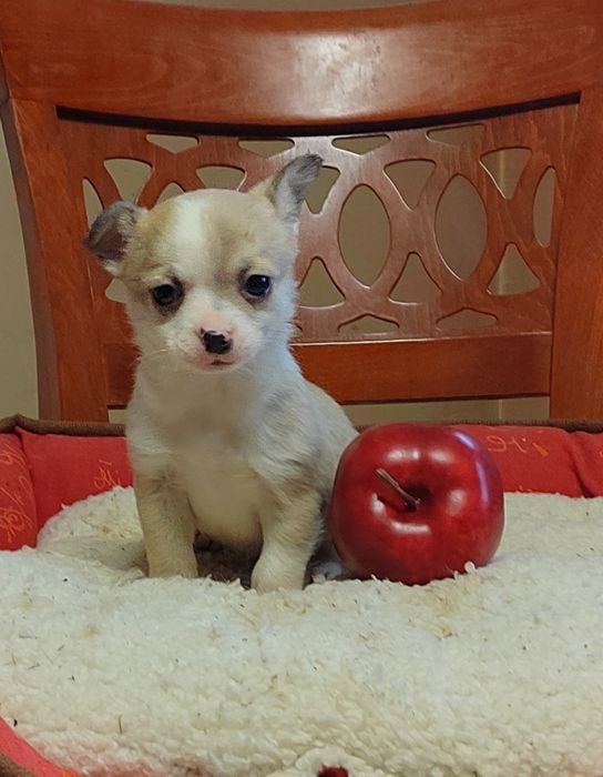 Чихуахуа мини  чихуа