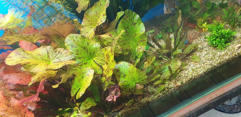 Продаётся аквариумные  растение,  тигровая нинфея на средний план. ...