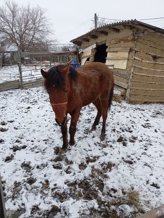 Manz murg de vanzare