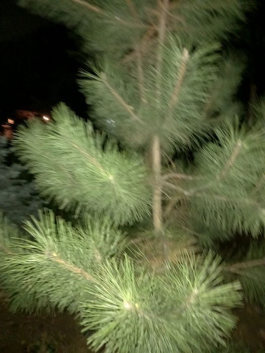 Түрлі көшеттер Шыршалар