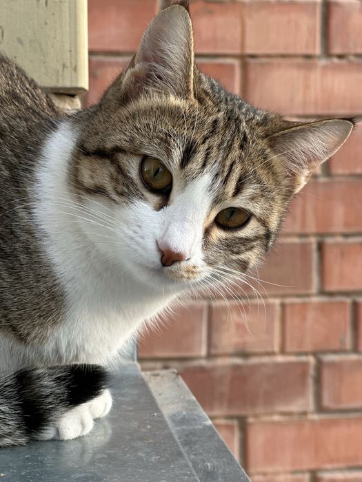 Отдам в добрые руки