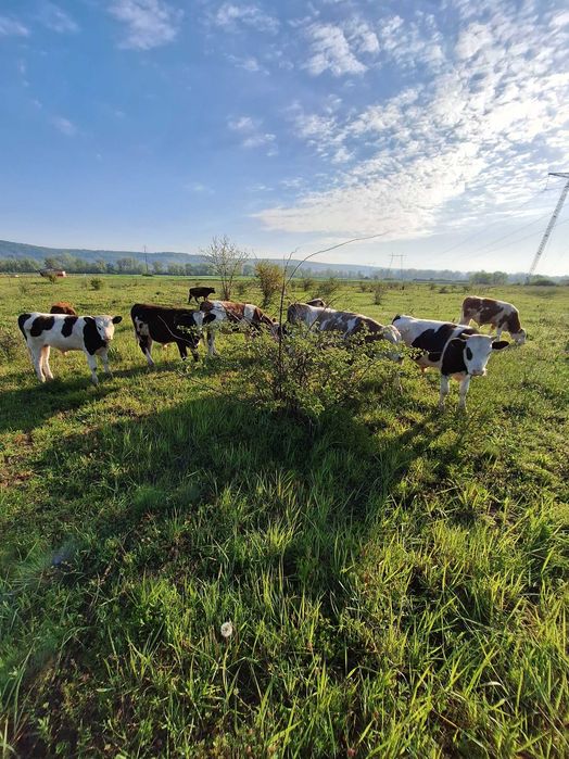 Vand taurasi din rasa BR
