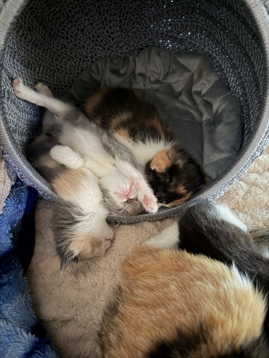 Котята красивые
