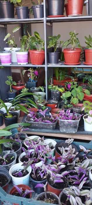 Комнатные цветы Шымкент