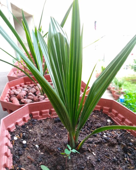 Финиковая пальма