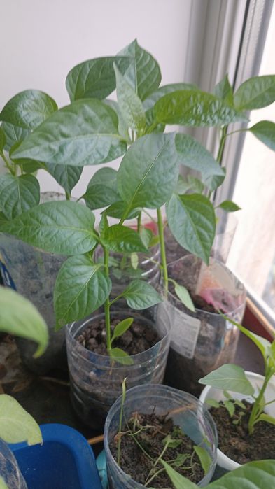 Продам рассаду300