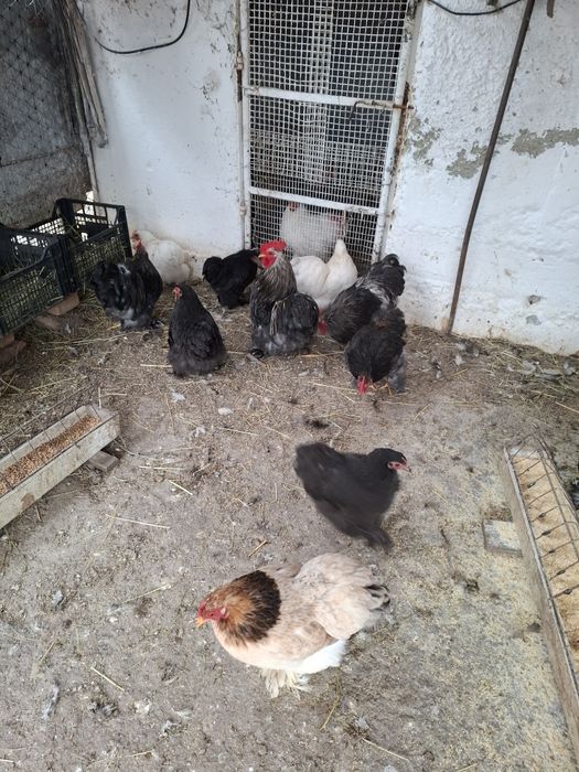 Vând găini cochinchina pitic