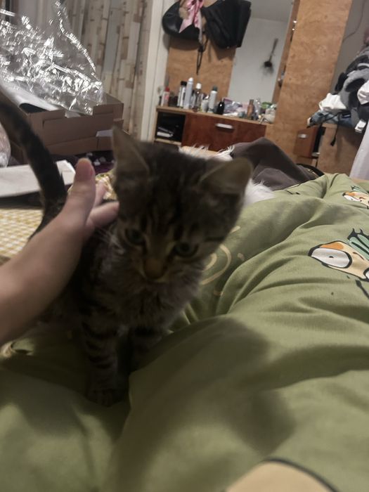 Donez pisica iubitoare