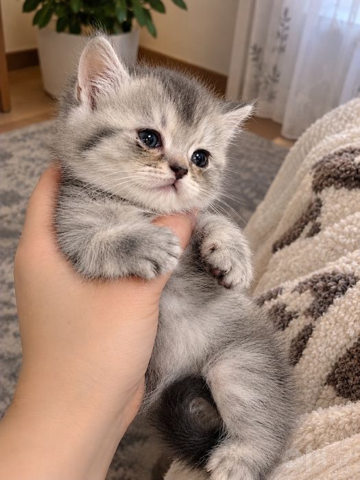 Котята  от правильной вязки ПРОДАЮТСЯ