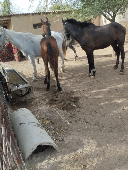 Дәу бие сатылады.