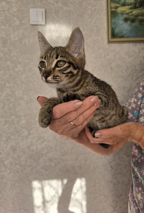 В добрые руки котенка