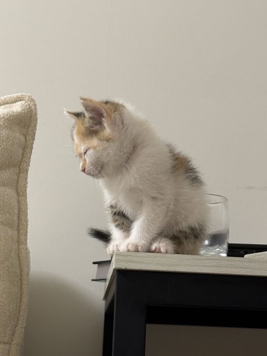 Отдам котят вместе