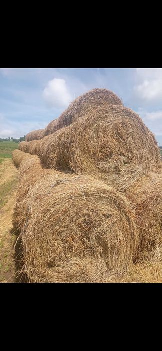Baloți de lucernă