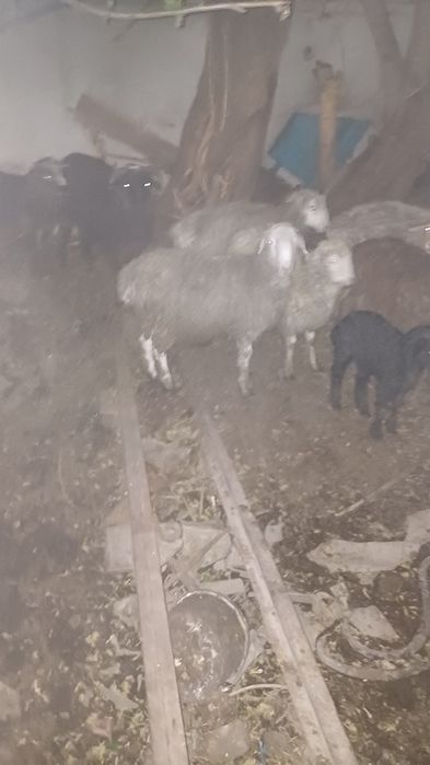 Продам одного барана