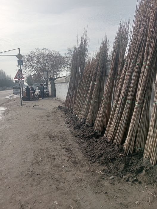 Terak kôchatlar kelorasilar