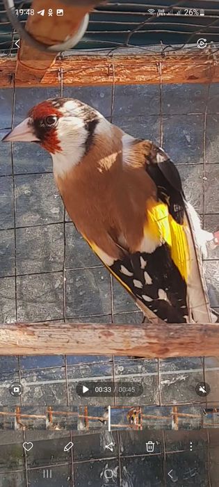 Продаётся щегол.