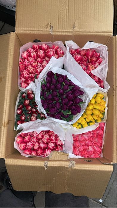 Тюльпаны Алматы 300тг шт.