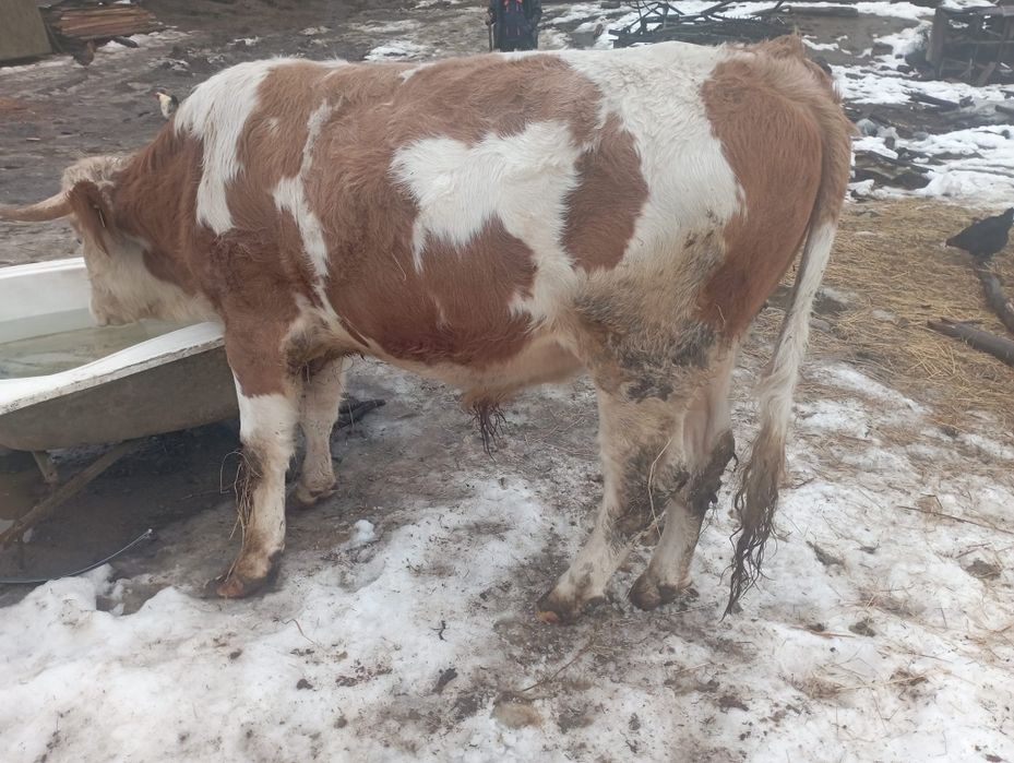 Vand taure pentru monta