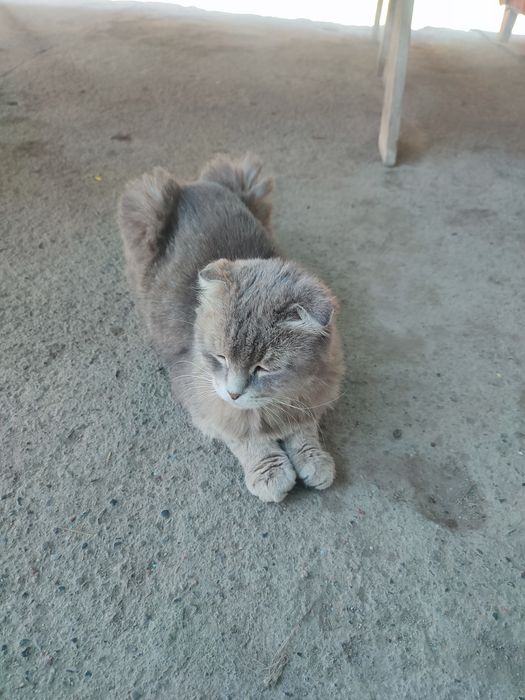 Котенок вислоухий