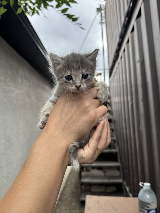 Котята бесплатно