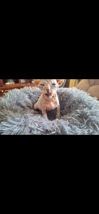 Котёнок сфинкса 3 месяца
