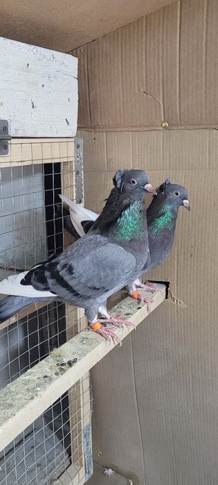 Продам голубей..