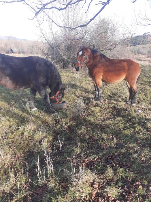 vand 2 iepe de afata