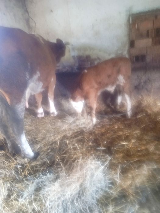 Vând vaca de 5 ani cu vițel de 2 săptămâni